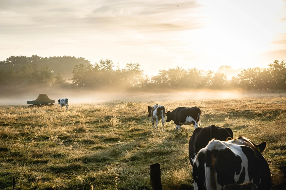 Cows farm field farming agriculture