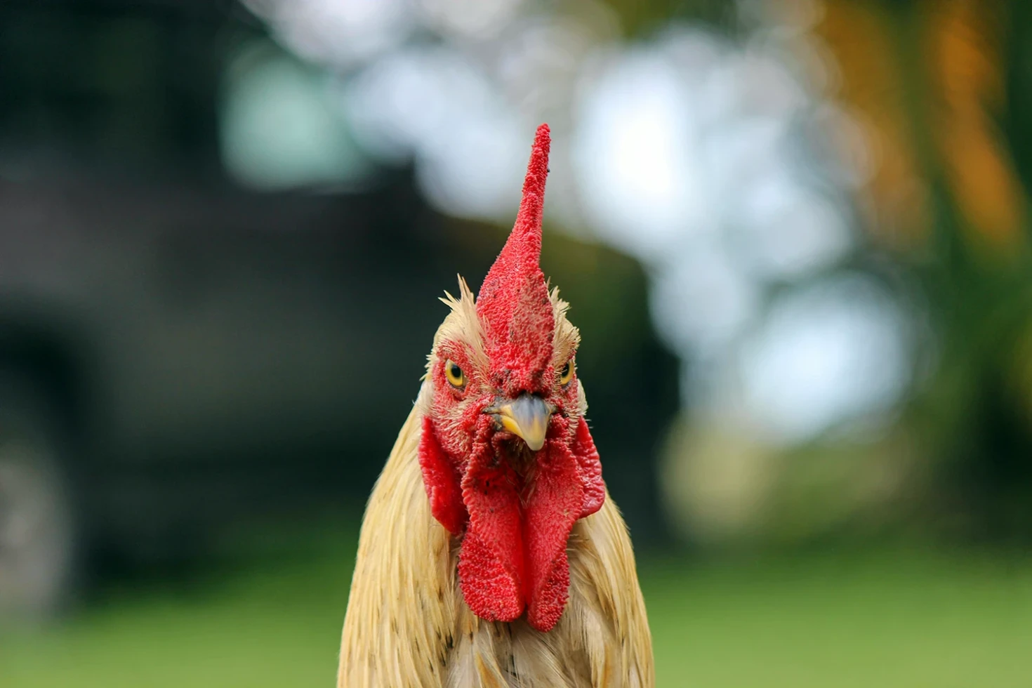 Chicken farm poultry solar system