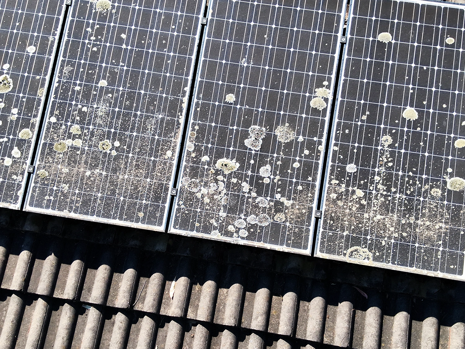 Solar Panel with Moss