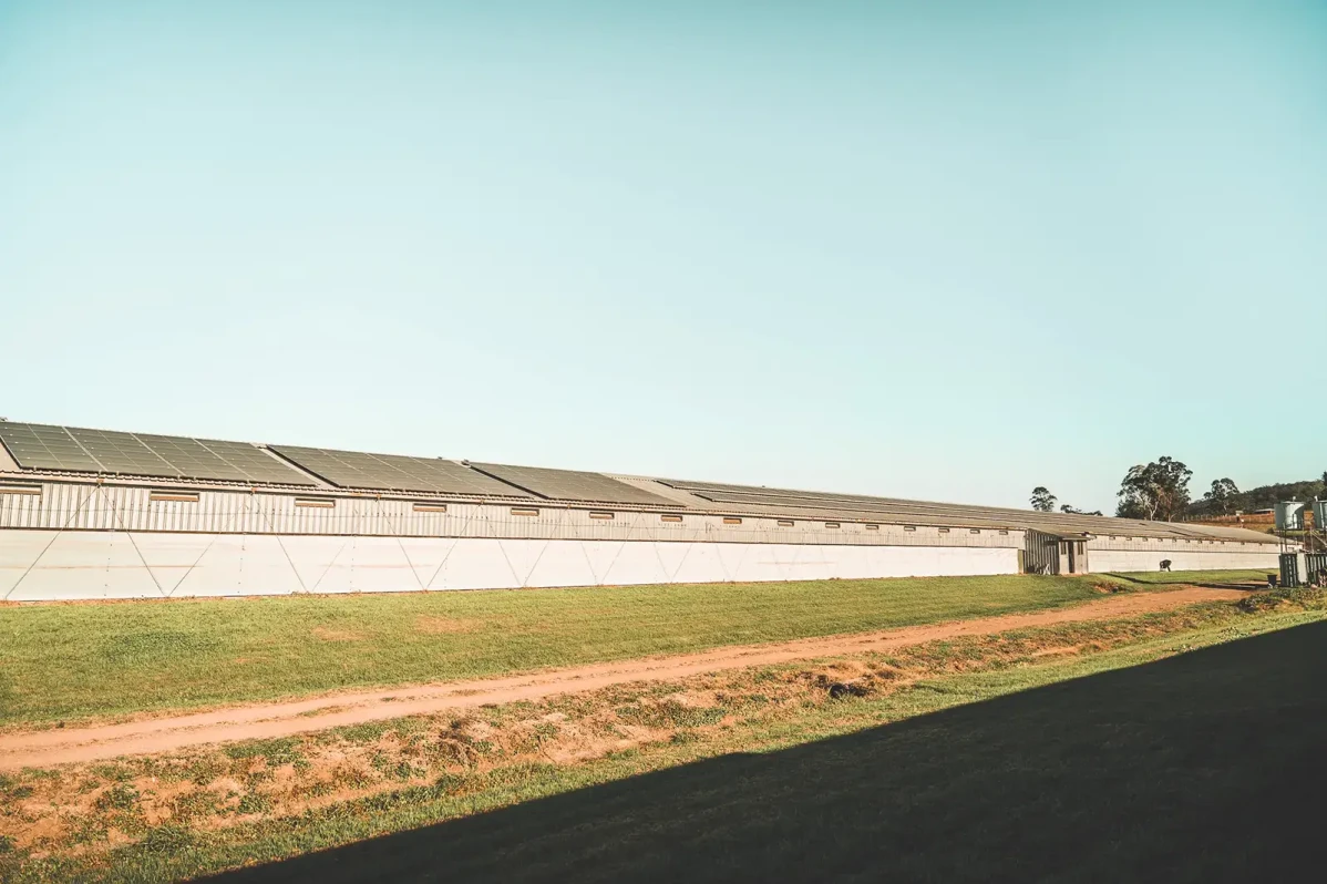 Commercial solar for a Chicken Farm