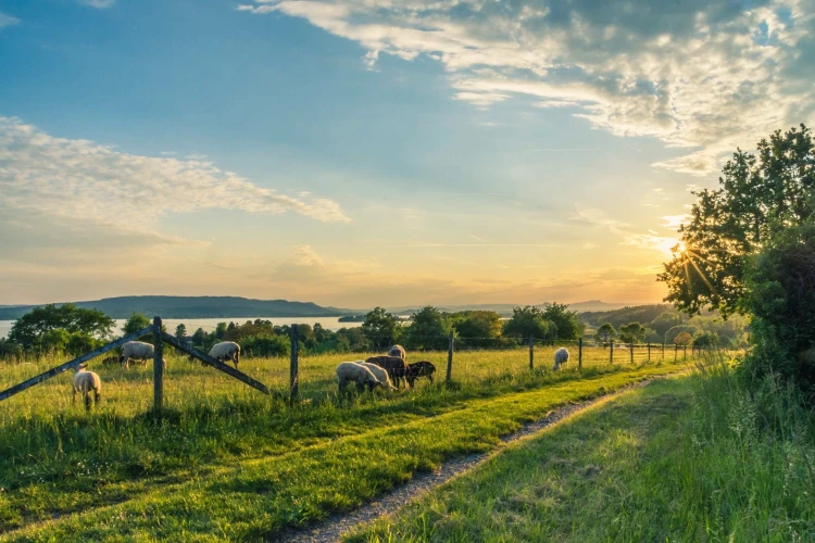 Agrivoltaics & Farms🌿Producing Food & Energy in Australia